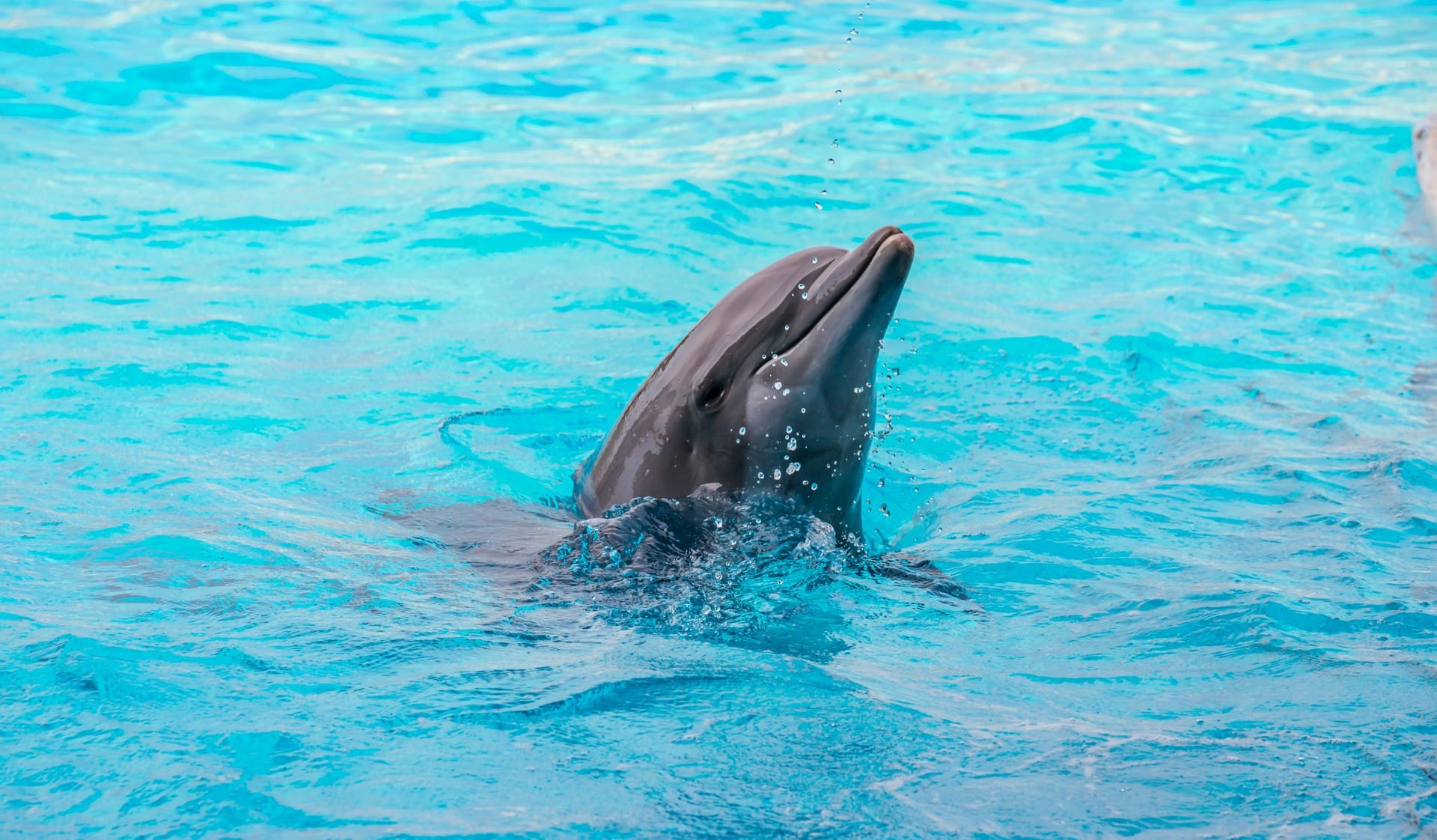 Riccione,,Italy,-,May,18,,2018:,Dolphin,In,The,Oltremare